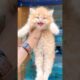 Kitten meowing to attract cats 😻 / Cat sound | Cat Voice | Cat videos | Persian cat | Cats | Kitten