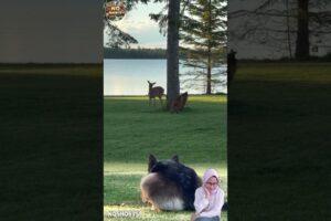 LUCU!! Anjing Bermain Sama Rusa Pinggir Danau, Tingkahnya Bikin Gemes😂🦌🐕‍🦺