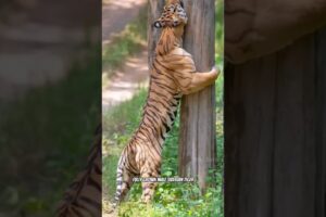 🦁Lion vs Tiger Real Fight ! By Wild Battles