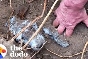Lost Dog Found Buried In A Rabbit Hole Finally Goes Home | The Dodo
