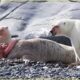 MOST Unbelievable Polar Bear Attacks Caught on Camera | Animal Fighting