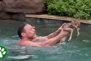 Man Rescues Baby Fawn Trapped in Swimming Pool 💕
