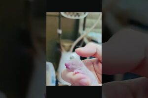 Man Rescues a Tiny Baby Animal – The Ending Will Melt Your Heart! 🥹🐾 #shorts #trending #animals