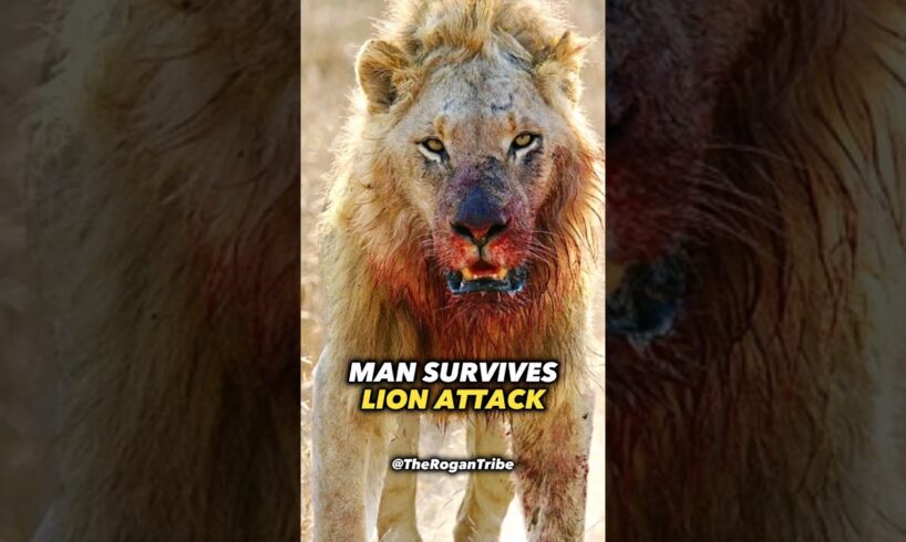 Man Survives Lion Attack! #joerogan #storytime #lion