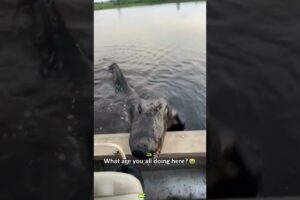 Meet Florida’s cutest “Puppy”… with 80 Teeth 🐊#animals #crocodile #funnyanimals #fyp #florida