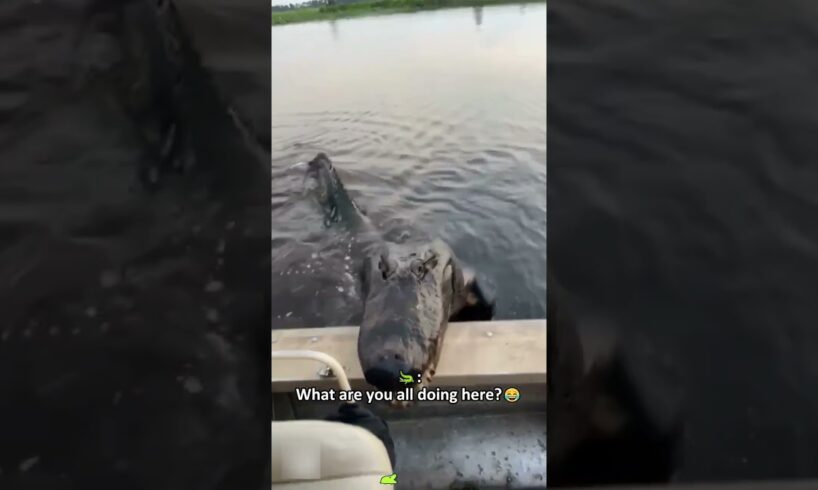Meet Florida’s cutest “Puppy”… with 80 Teeth 🐊#animals #crocodile #funnyanimals #fyp #florida