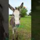 Meet The Rescued Animals Who Make This 1,400-Acre Sanctuary So Special | The Dodo