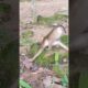Monkey playing with baby bird #monkey #trending #animals #viral #animallovers #viralvideo #ytshorts