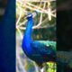 Most Beautiful animal Peafowl bird Peacock natural sounds 4k 💖😍❤️#animalsounds  #birds #peacock