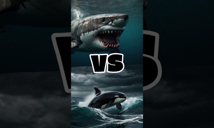 Most Powerful Sea Creature #animalbattle #animals #animalfight #shorts #short #versus #fight