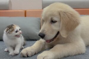 My Golden Retriever Heals a Terrified Rescue Kitten in Just 3 Meetings!