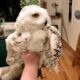 My Rescue Owl Fell in Love With My Friend's Husband