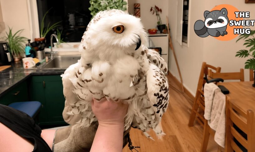 My Rescue Owl Fell in Love With My Friend's Husband