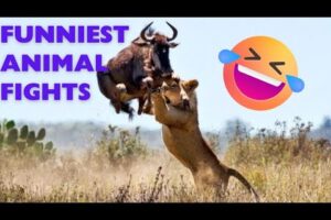Nature's Epic Showdowns: Thrilling Battles Between Lions and Prey! Funniest animal fights