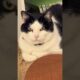 Orchestra vs. Animal Fights and Chaos (Perfect Timing!)  #funnyanimals #cartoonmusic