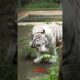 Playing hard to get but she's interested, Selen😂 #tiger #animals #shortvideo #fyp