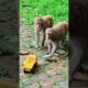Playing pranks on monkeys with empty biscuit packets 🤣🐒 #monkey #animals #wildlife