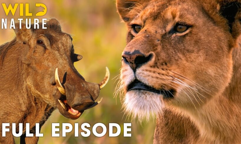 Predators vs Prey: Deadliest Battles for Survival in Nature I FULL EPISODE | Nature documentary