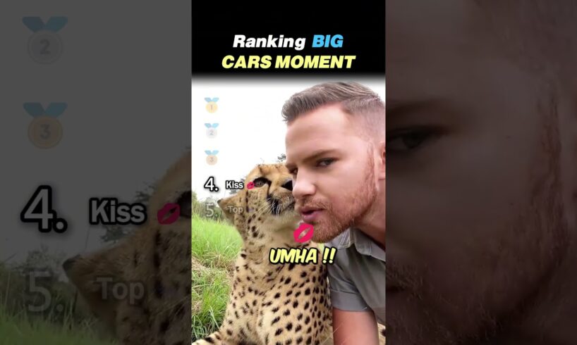 Ranking BIG CAT MOMENTS Core Moments!! 🦁🐯