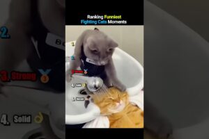 Ranking Funniest Fighting Cats Moments #funnycats #shorts #funny