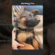 Ranking The Cutest Dogs! #funny #dog #cute
