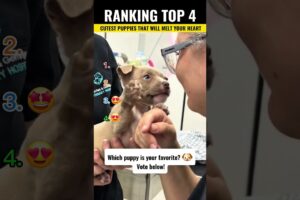 Ranking Top 4 Cutest Puppies That Will Melt Your Heart  #funny #puppy