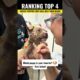 Ranking Top 4 Cutest Puppies That Will Melt Your Heart  #funny #puppy