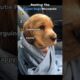 Ranking the Cutest Dogs: #1 will melt Your Heart! 🐶 #shorts