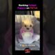 🐶 Ranking the Cutest Puppies Ever! ❤️ #short