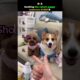Ranking the cutest puppy moments EVER!🐶 #ranking #funny #cute #puppies #cutepuppies #shorts