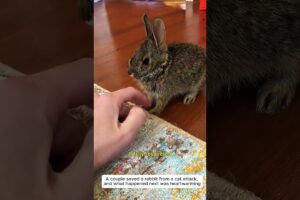 Rescuing a Helpless Rabbit #rabbit #bunny #animals #rescue #cute #wildlife #animalfriendship #love