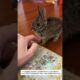Rescuing a Helpless Rabbit #rabbit #bunny #animals #rescue #cute #wildlife #animalfriendship #love
