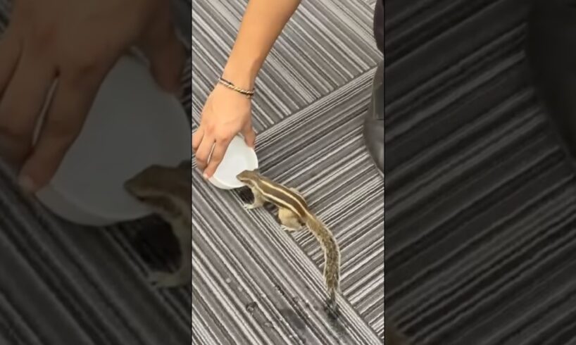 Rescuing a Lost Squirrel | Heartwarming Animal Rescue 🥹