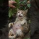 Rescuing a Pregnant Cat and Building Her a Safe Shelter 🥹❤️ | Heartwarming Animal Rescue #shorts