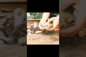 Rescuing a Sick Mother Cat and Her Kittens ❤️🐱 | Heartwarming Animal Rescue |