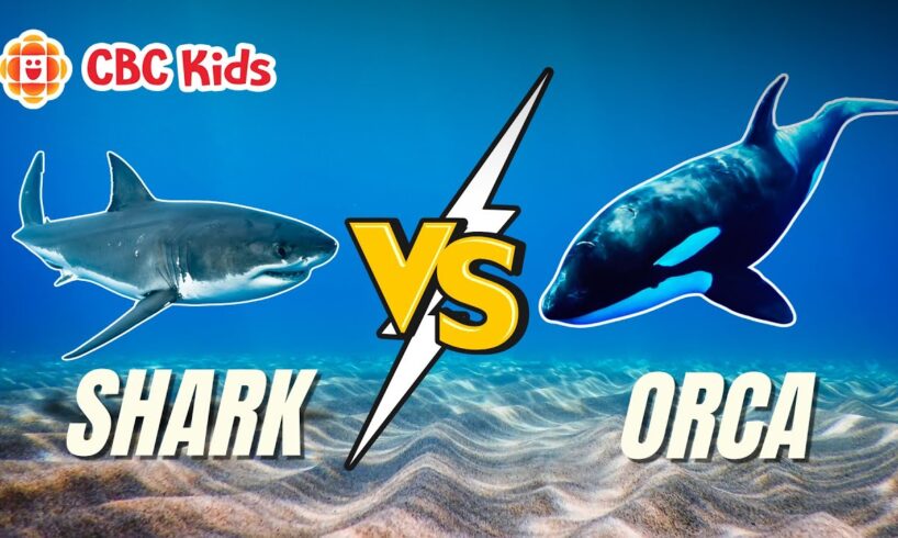 Sea Animal Facts: Shark vs. Orca | CBC Kids