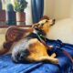 Senior Dog Discovers Joy For The Very First Time | Cuddle Buddies