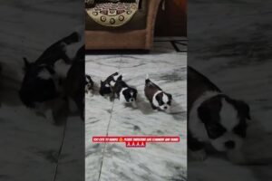 Shih Tzu Cute Puppies – Tiny Fluffy Angels 🐶✨ #shorts #ashishsaxena