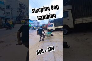 Silently Sleeping Dog Catching #dog #ytshorts #shorts #dogwithpublicsafety #rescue