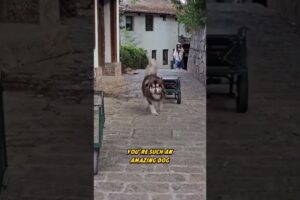 The Cutest Bellboy… But Also The Worst 🐶😂 #shorts #funny #puppy