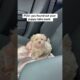 🥰 The Cutest Puppies You’ve Ever Seen 🐶 | Heartwarming Viral Pet Collection