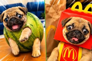 The Cutest Puppies on the Internet Today! 😍 | Funny Puppy Dog Compilation