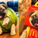 The Cutest Puppies on the Internet Today! 😍 | Funny Puppy Dog Compilation