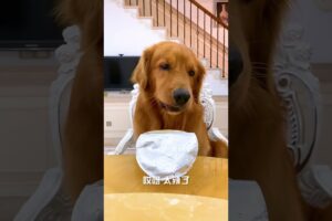 The Dog’s Revenge Was Wild 😂