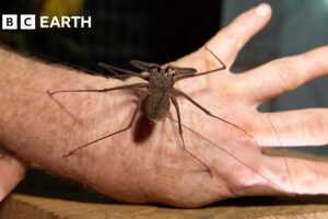 "The Ultimate Animal For Hunting in the Dark" | Expedition Guyana | BBC Earth