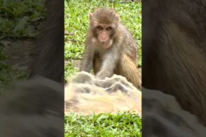 The monkey is playing with dirty water. #MonkeyTales #Animals #Monkey