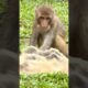 The monkey is playing with dirty water. #MonkeyTales #Animals #Monkey