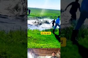 The owner rescued the horse that fell into a small pond. #horse  #animals #shorts #pov #usa