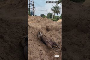 🐾 Their Reactions Are Absolutely Priceless! 🥹 #dogs #shorts #viral #humanity #happiness #rescue