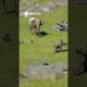 These Animal Moments Are Absolutely Insane #funny #animals #trending